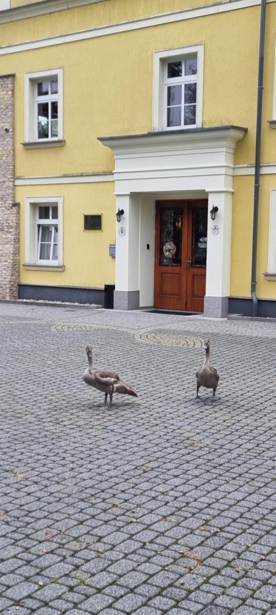 Palac Lucja Bb Zakrzów Exterior foto